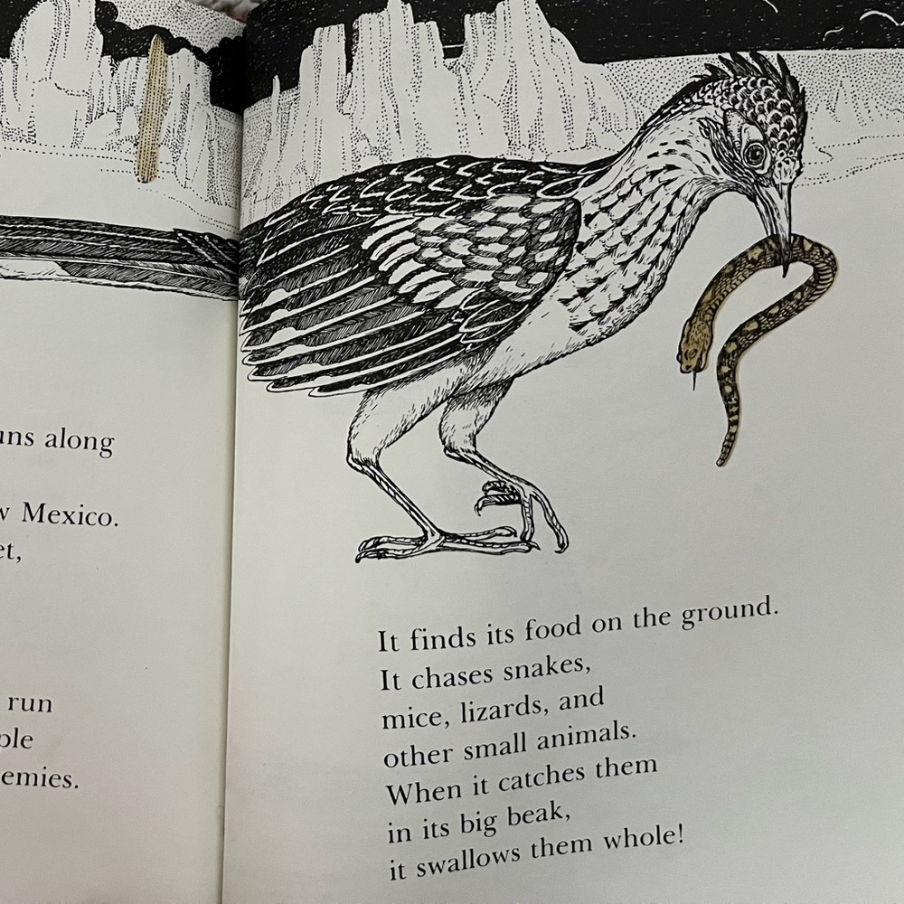 Bird book - Picture 4 of 4